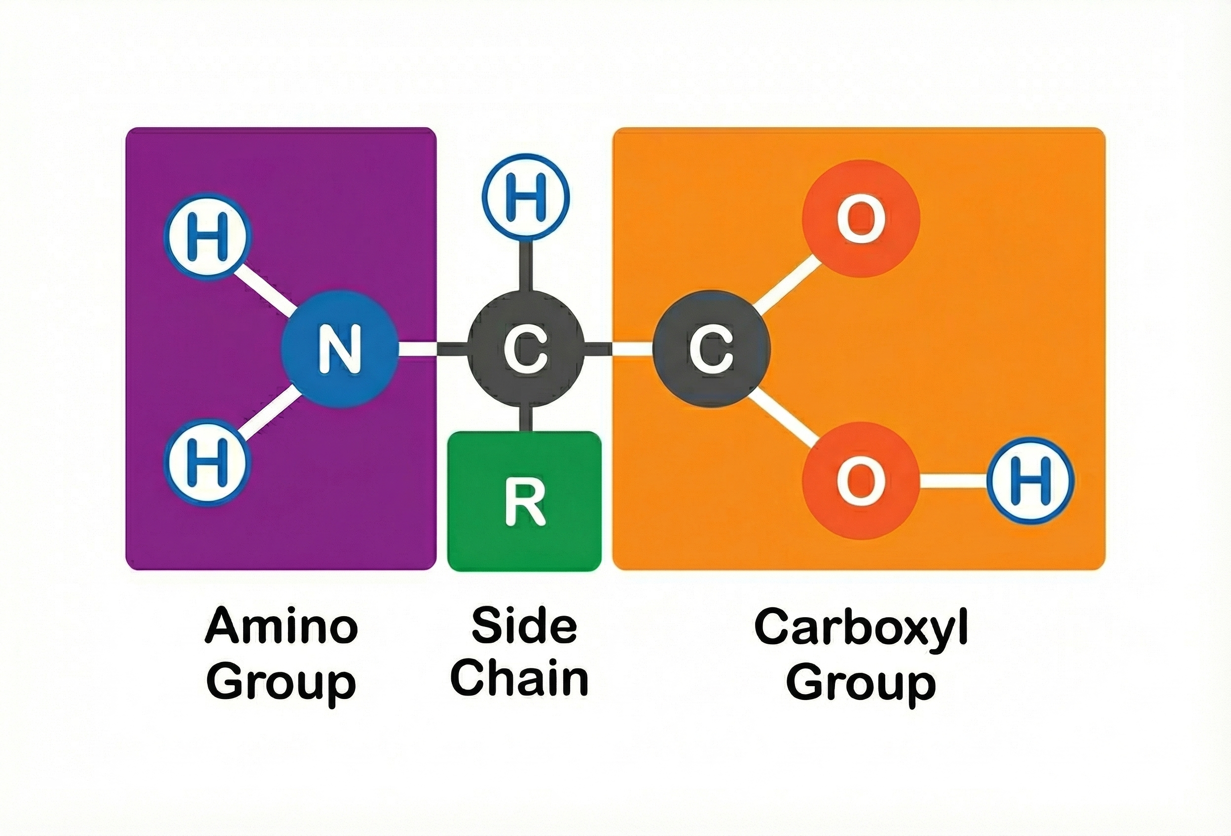 Basic structure of amino acids