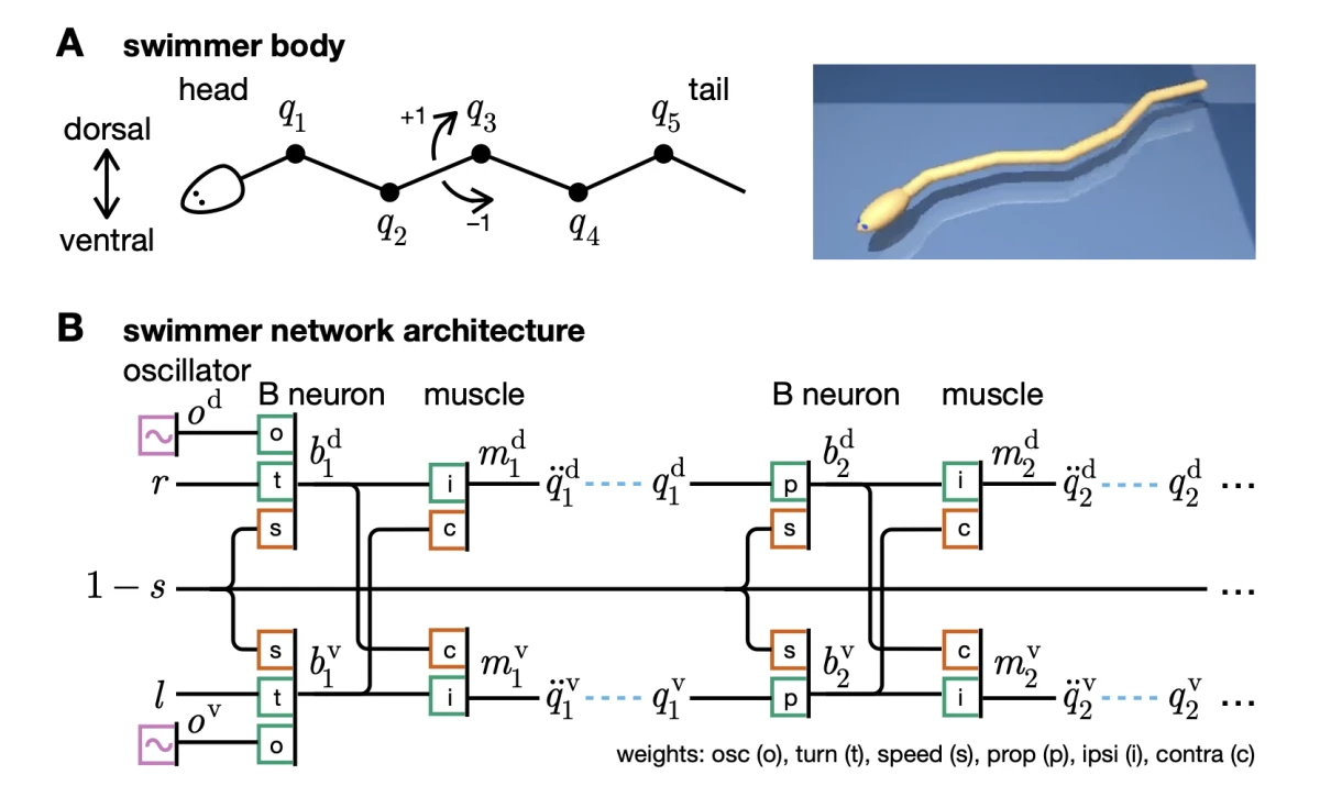 NCAP architecture diagram showing modular structure and neural connections