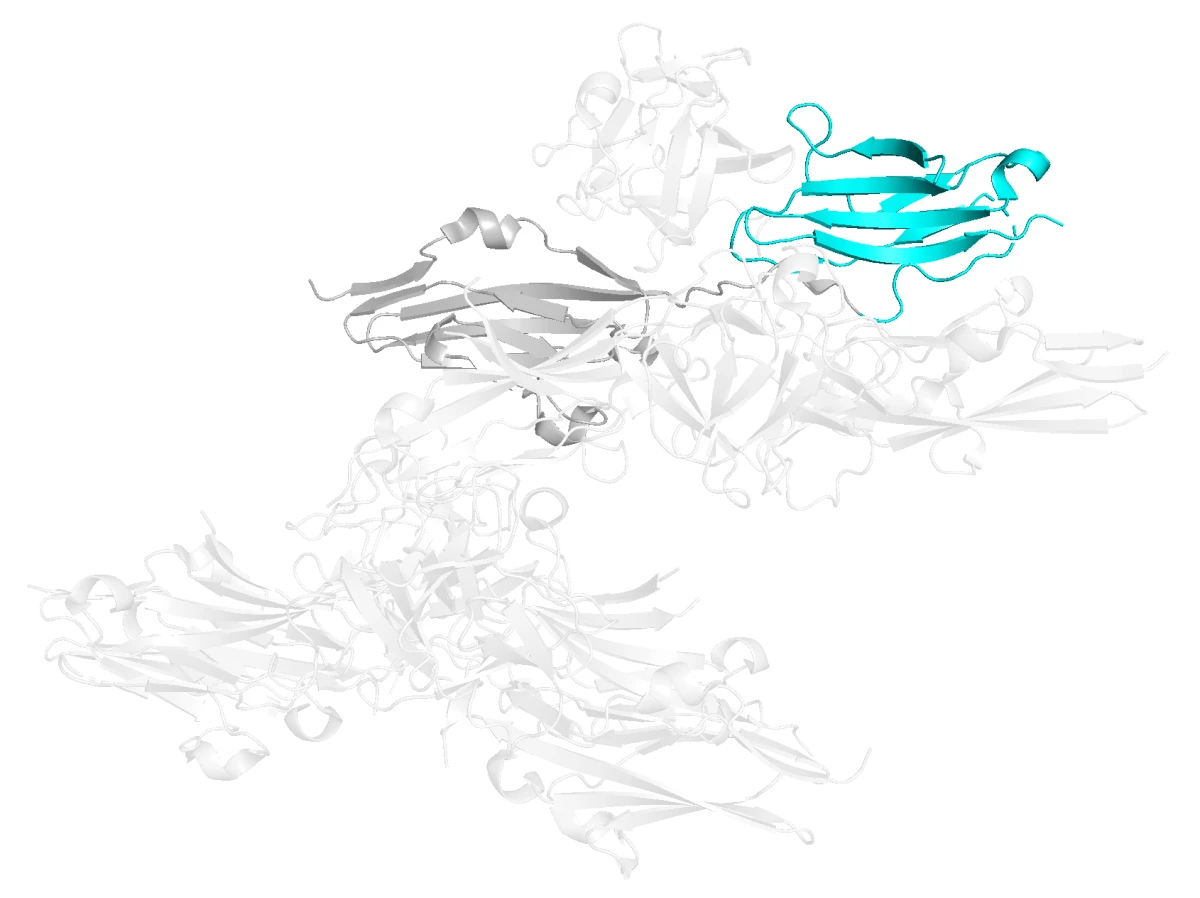 FGFR2 D3 domain highlighted in cyan