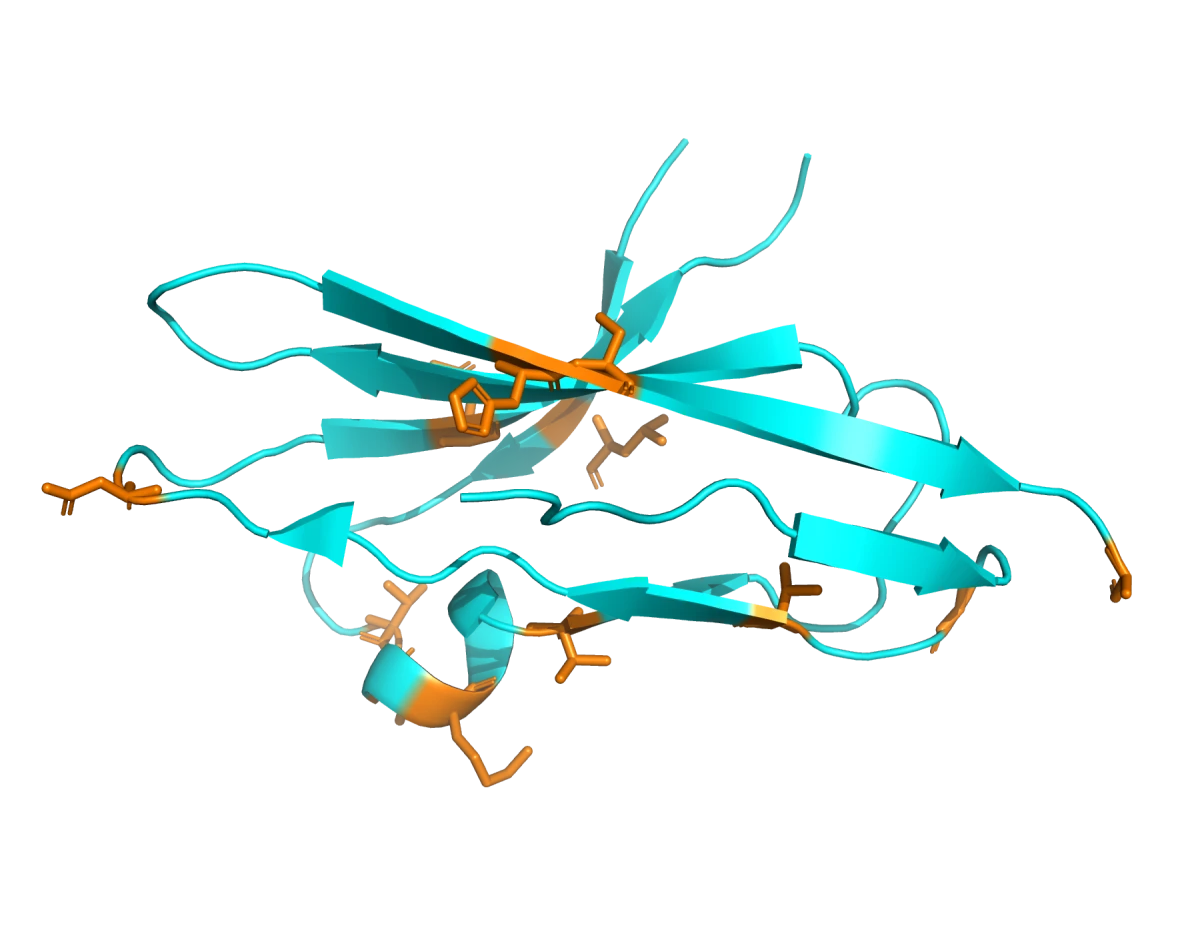 FGFR2-specific features on the D3 domain